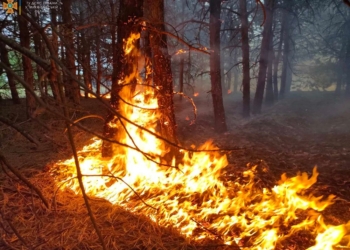 Через обстріли на Миколаївщині за добу вигоріло 20 га лісу, а через необережне поводження з вогнем – 8 га відкритих територій (ФОТО)