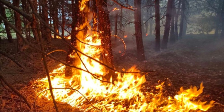 Через обстріли на Миколаївщині за добу вигоріло 20 га лісу, а через необережне поводження з вогнем – 8 га відкритих територій (ФОТО)