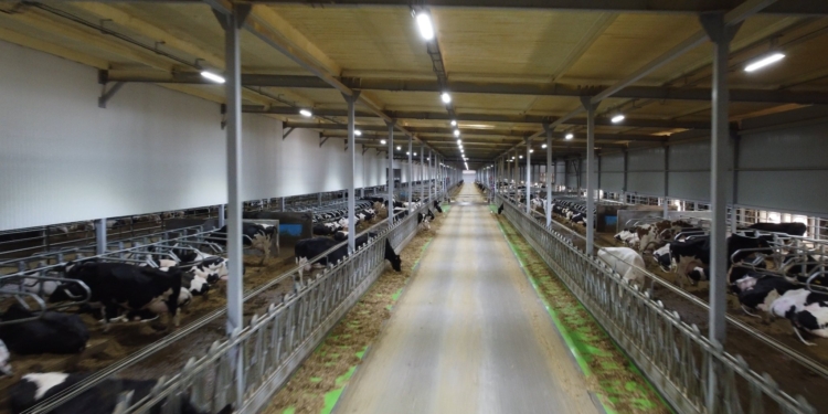 Найбільший корівник у Европі з’явився на Миколаївщині (ФОТО)