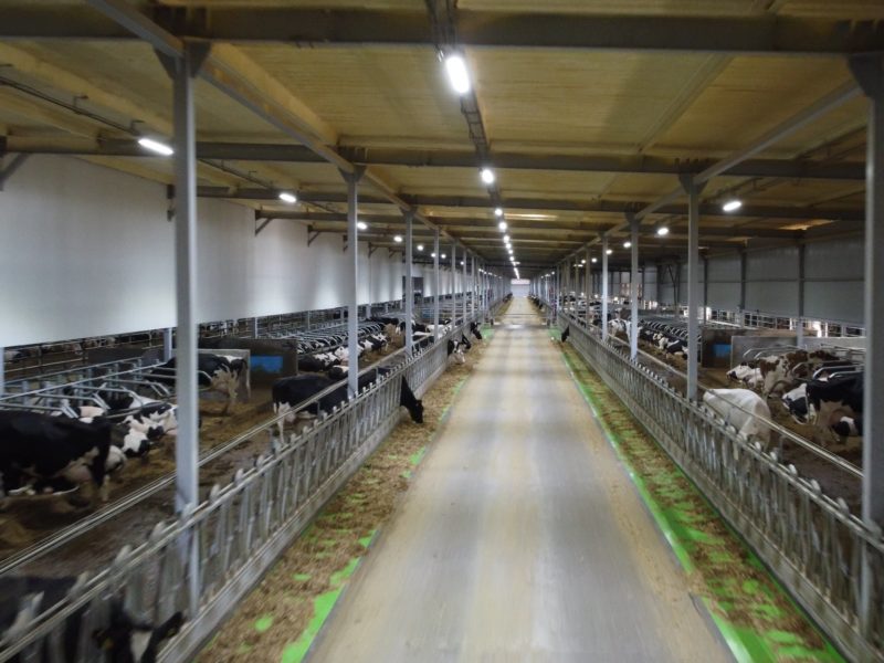 Найбільший корівник у Европі з’явився на Миколаївщині (ФОТО)