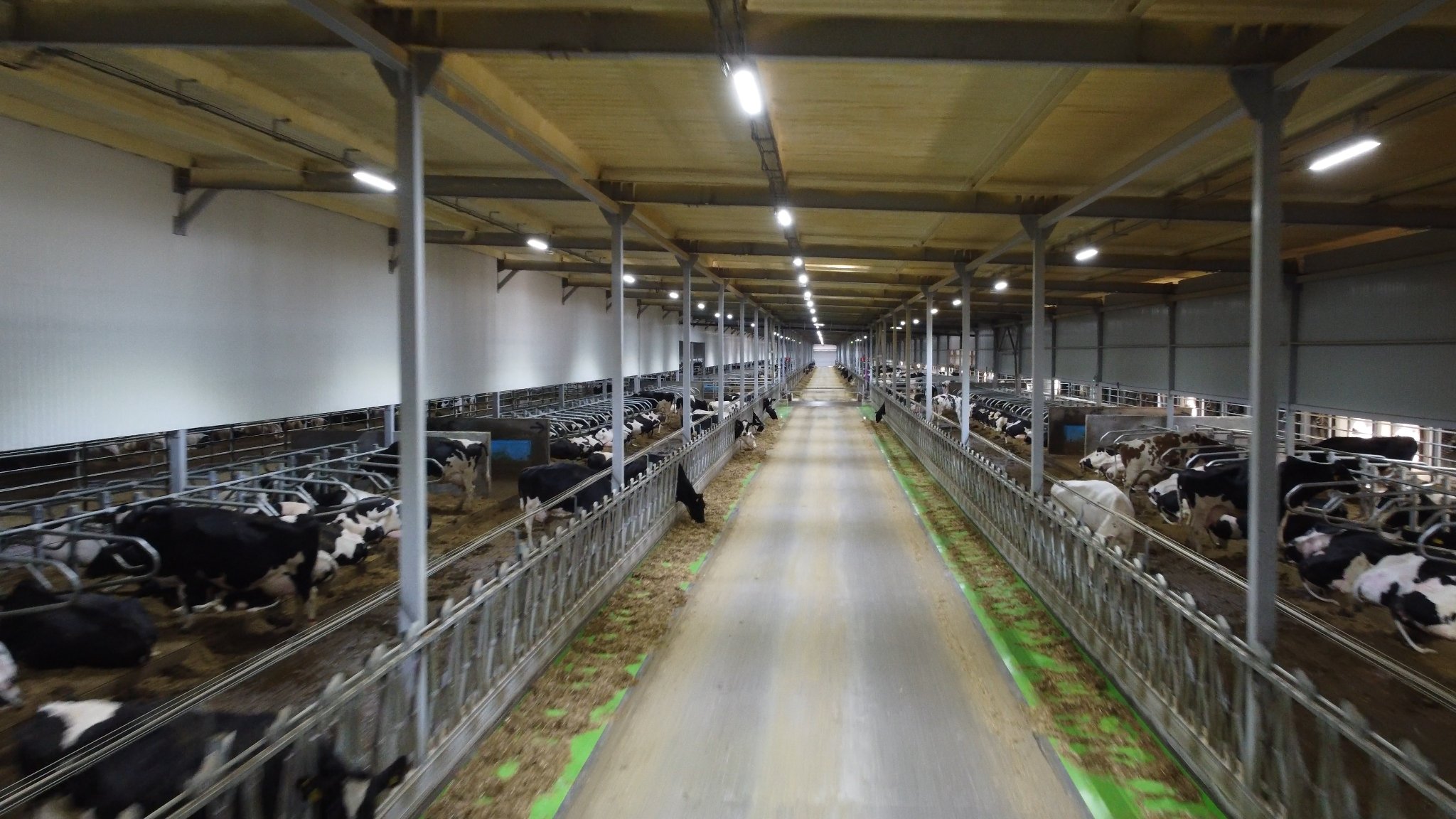 Найбільший корівник у Европі з’явився на Миколаївщині (ФОТО) 50