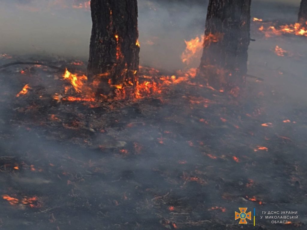 На Миколаївщині за добу вигоріло 1 га лісу і 4 га відкритих територій (ФОТО) 3