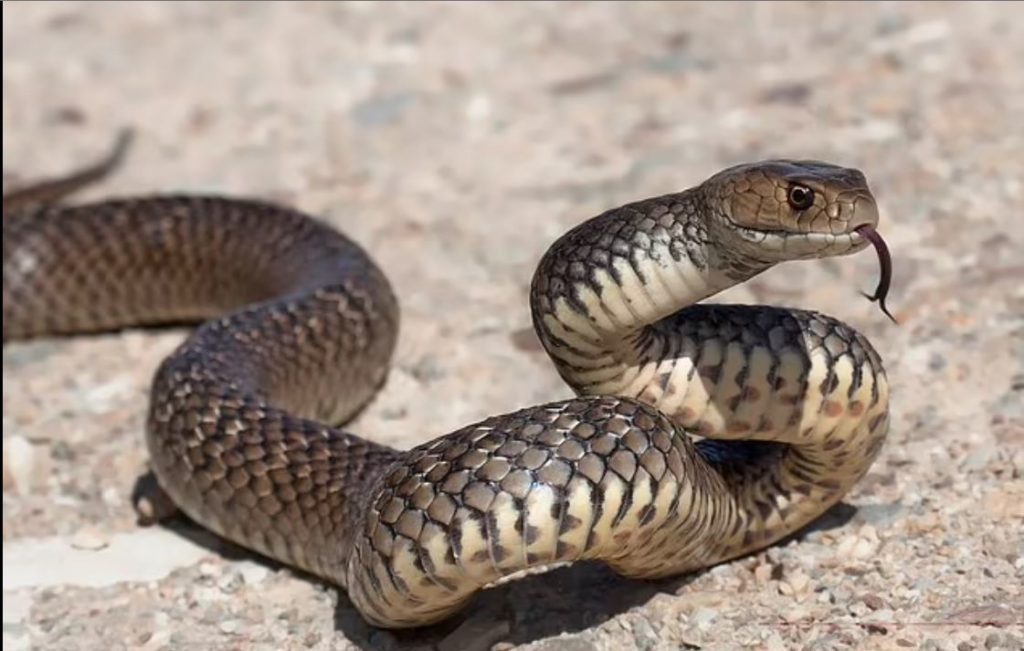 У Туреччині 2-річна дівчинка загризла змію, яка вкусила її за губу (ФОТО) 3