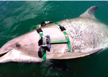 Їдять змій в не тільки. Вчені прикріпили до дельфінів камери. Що побачили? (ФОТО, ВІДЕО)