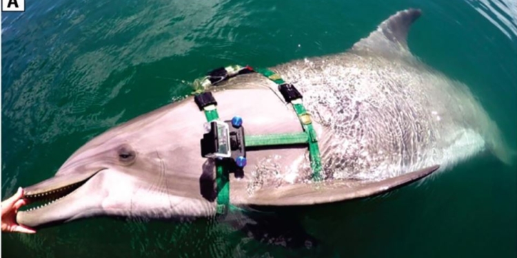 Їдять змій в не тільки. Вчені прикріпили до дельфінів камери. Що побачили? (ФОТО, ВІДЕО)