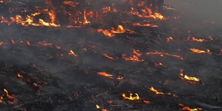 На Миколаївщині за добу вигоріло 1 га лісу і 4 га відкритих територій (ФОТО)