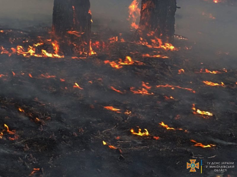 На Миколаївщині за добу вигоріло 1 га лісу і 4 га відкритих територій (ФОТО)