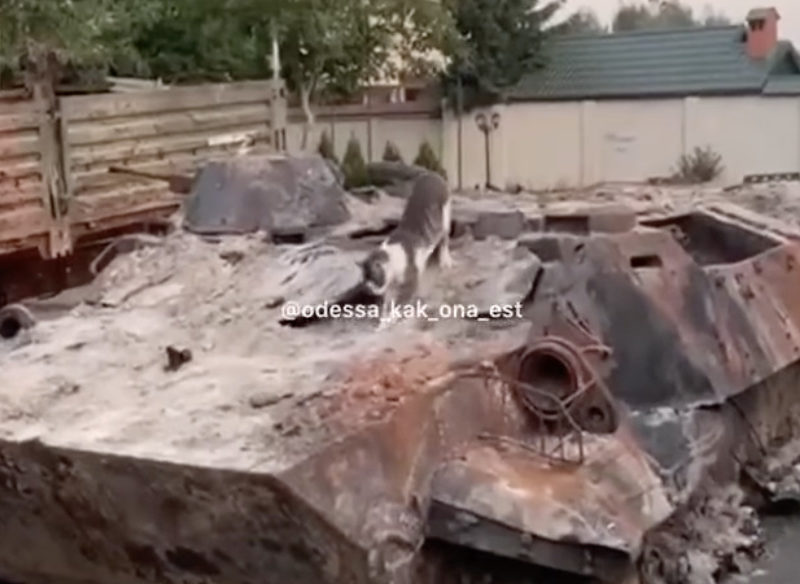 Кіт в Одесі перетворив російський танк на туалет: ВІДЕО стало хітом в мережі