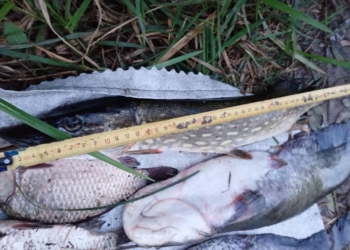 Біля Вознесенська Миколаївський рибоохоронний патруль затримав порушника, який сітками піймав сомів, карасів та щуку (ФОТО)