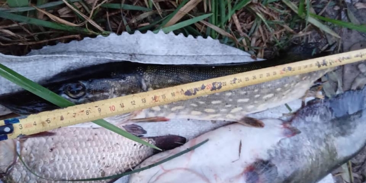 Біля Вознесенська Миколаївський рибоохоронний патруль затримав порушника, який сітками піймав сомів, карасів та щуку (ФОТО)