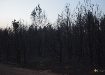Масштабна лісова пожежа на Миколаївщині локалізована на площі 235 га (ФОТО)
