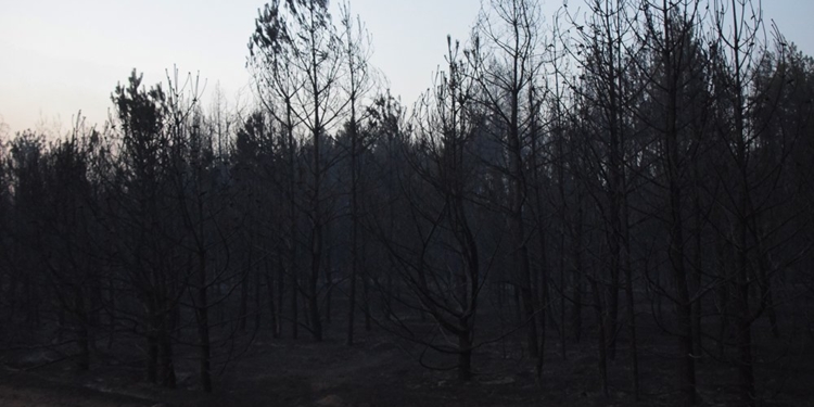 Масштабна лісова пожежа на Миколаївщині локалізована на площі 235 га (ФОТО)