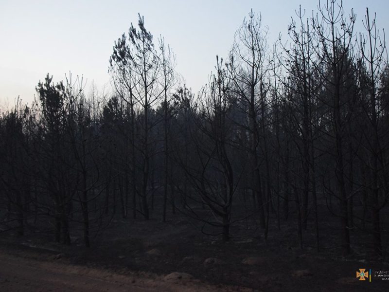 Масштабна лісова пожежа на Миколаївщині локалізована на площі 235 га (ФОТО)