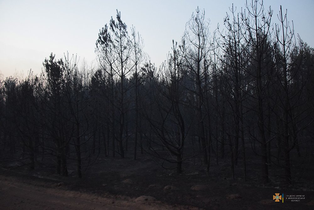 Масштабна лісова пожежа на Миколаївщині локалізована на площі 235 га (ФОТО) 9