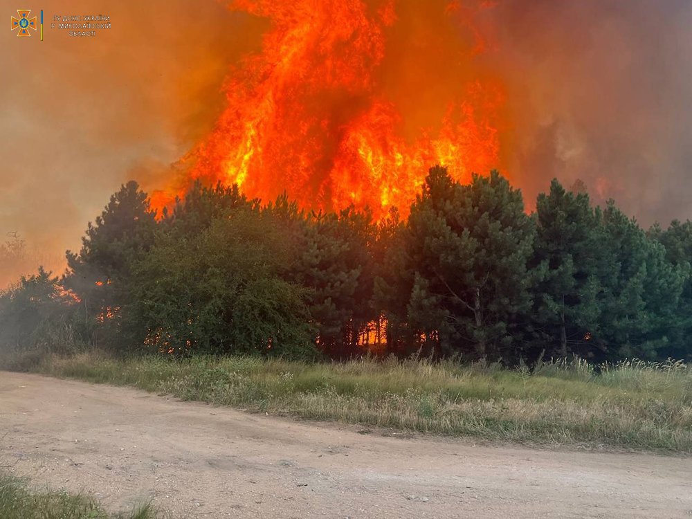 На Миколаївщині за добу з 19 пожеж дві були через обстріли. Пожежні рятували свиней на фермі та гасили лісові пожежі (ФОТО, ВІДЕО) 11