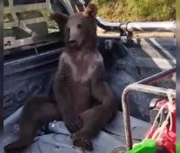 В Туреччині ветеринари рятували п’яного ведмедя – він наївся галюциногенного меду (ВІДЕО)