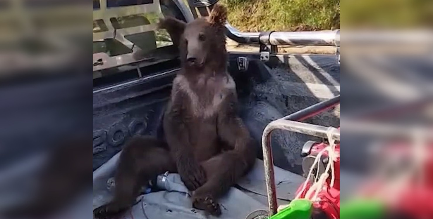 В Туреччині ветеринари рятували п'яного ведмедя - він наївся галюциногенного меду (ВІДЕО) 4