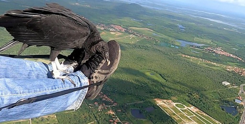 Божевільний політ. В Бразилії стерв'ятник весь час чіпляється за парапланериста (ВІДЕО) 1