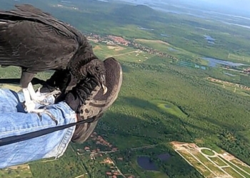 Божевільний політ. В Бразилії стерв’ятник весь час чіпляється за парапланериста (ВІДЕО)