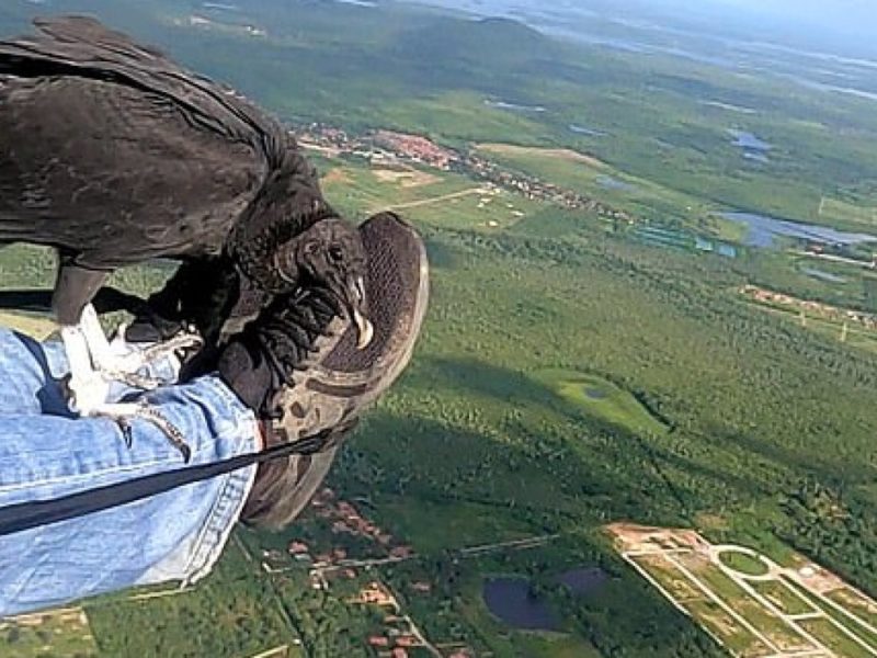 Божевільний політ. В Бразилії стерв’ятник весь час чіпляється за парапланериста (ВІДЕО)