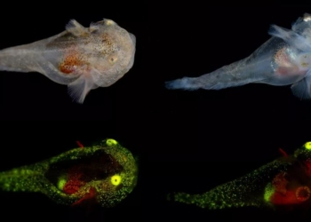 У Гренландії знайшли незвичайну рибу – вона світиться, а в її жилах тече антифриз (ФОТО)