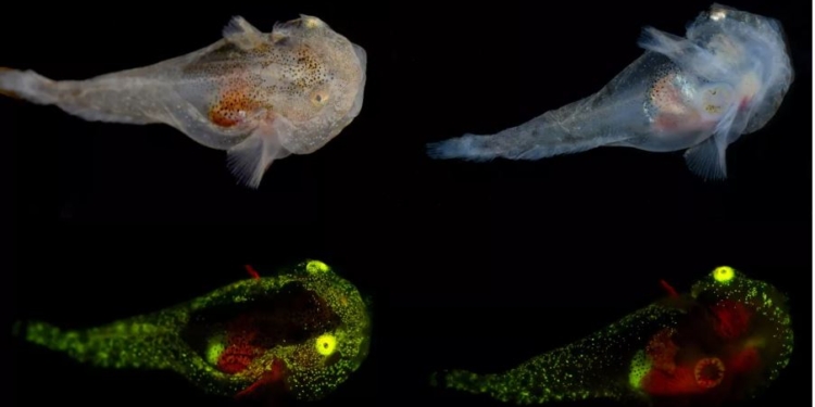 У Гренландії знайшли незвичайну рибу – вона світиться, а в її жилах тече антифриз (ФОТО)