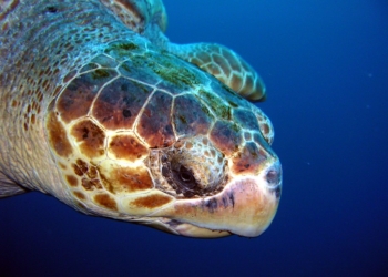 Хто чим може. У Туреччині величезна черепаха покусала російську туристку