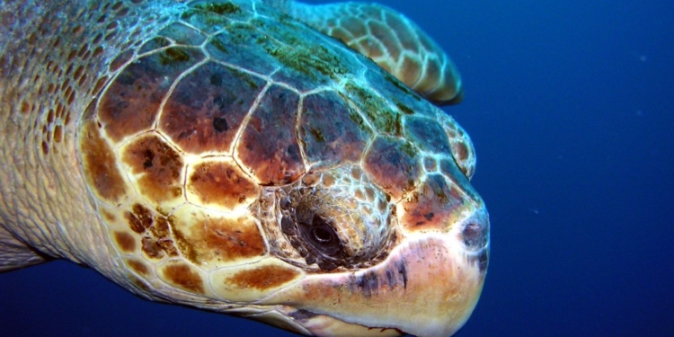 Хто чим може. У Туреччині величезна черепаха покусала російську туристку