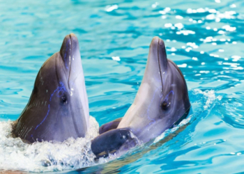 В Чорному морі загинуло вже близько 5000 дельфінів від початку россійської агресії – вчені