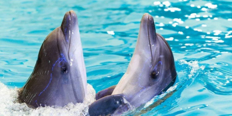 В Чорному морі загинуло вже близько 5000 дельфінів від початку россійської агресії – вчені