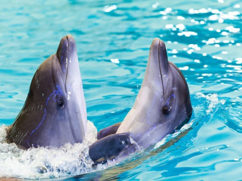 В Чорному морі загинуло вже близько 5000 дельфінів від початку россійської агресії – вчені