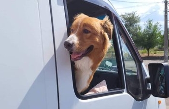 Миколаївський Центр захисту тварин евакуював 26 безпритульних собак та котів