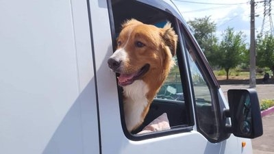 Миколаївський Центр захисту тварин евакуював 26 безпритульних собак та котів