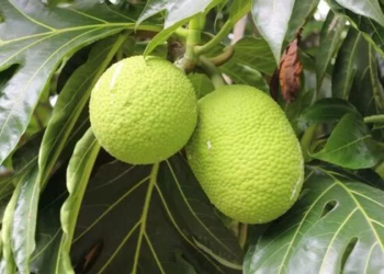 Їжа майбутнього. Що пропонують учені через зміни клімату (ФОТО)