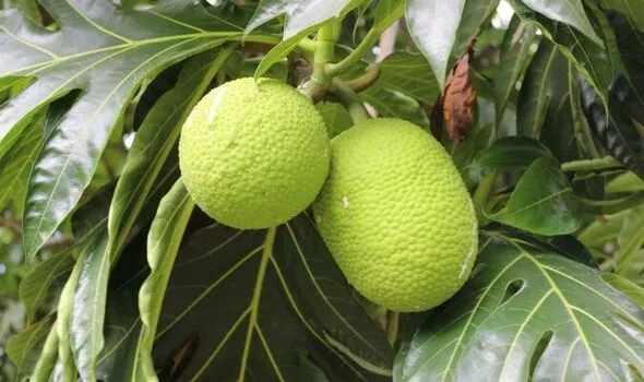 Їжа майбутнього. Що пропонують учені через зміни клімату (ФОТО)