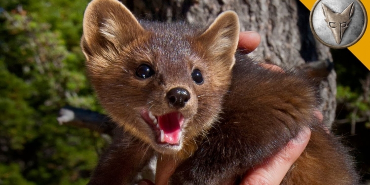 На Львівщині скажена куниця покусала трьох жінок