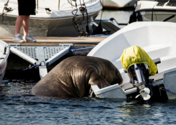 Через селфі туристів: у Норвегії приспали моржиху Фрею, яка поселилася на популярному курорті