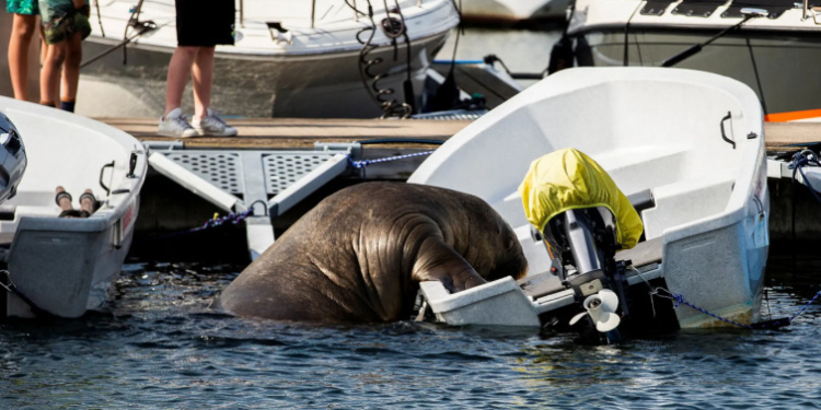 Через селфі туристів: у Норвегії приспали моржиху Фрею, яка поселилася на популярному курорті