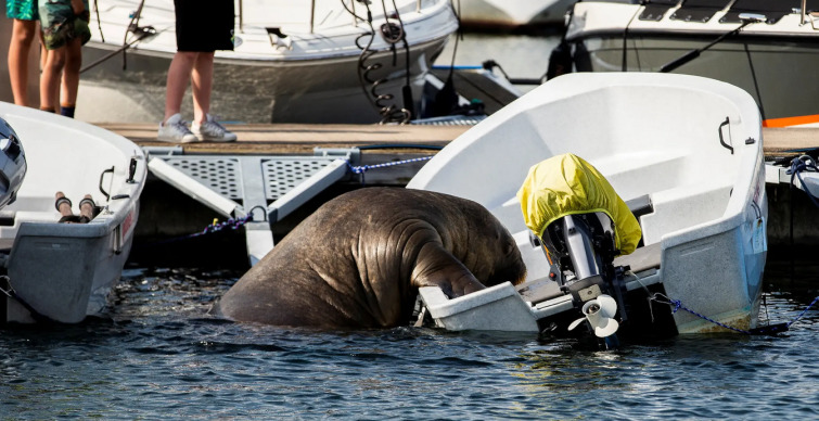 Через селфі туристів: у Норвегії приспали моржиху Фрею, яка поселилася на популярному курорті