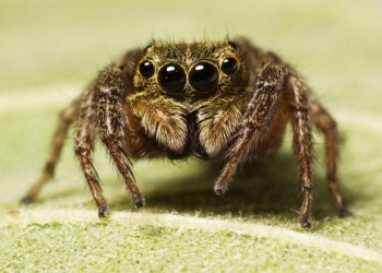 Вчені получили докази, що пауки бачать сни