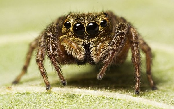 Вчені получили докази, що пауки бачать сни