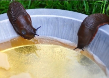 Як позбутися слимаків на дачі без шкоди для грунту