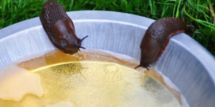 Як позбутися слимаків на дачі без шкоди для грунту
