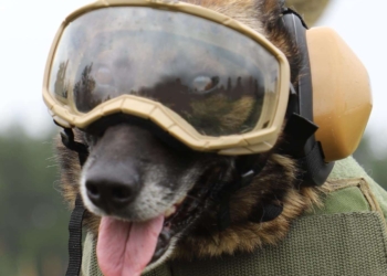 Прикордонники-кінологи отримали захисну амуніцію для службових собак (ФОТО)