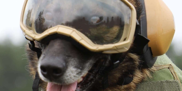 Прикордонники-кінологи отримали захисну амуніцію для службових собак (ФОТО)