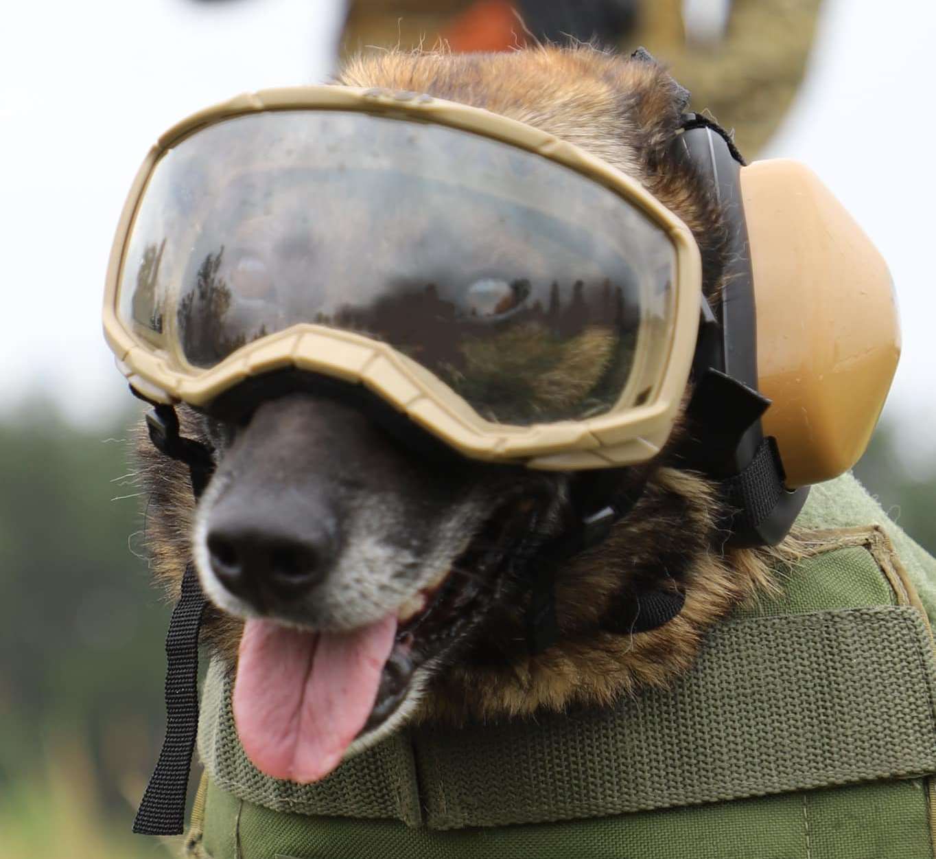 Прикордонники-кінологи отримали захисну амуніцію для службових собак (ФОТО)