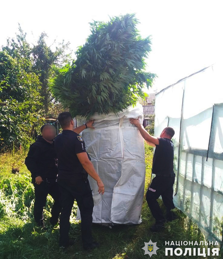 У Первомайському районі Миколаївщини поліцейські вилучили у двох чоловіків майже 200 рослин конопель та канабіс (ФОТО) 1