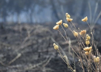 На межі вимирання: війна може знищити оселища ендемічних волошок Нижнього Побужжя на Миколаївщині (ФОТО)