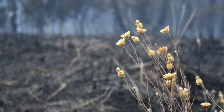 На межі вимирання: війна може знищити оселища ендемічних волошок Нижнього Побужжя на Миколаївщині (ФОТО)
