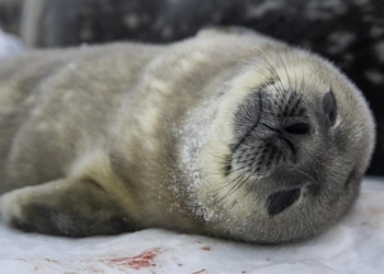 Поблизу української станції в Антарктиді народились перші тюленята (ФОТО)